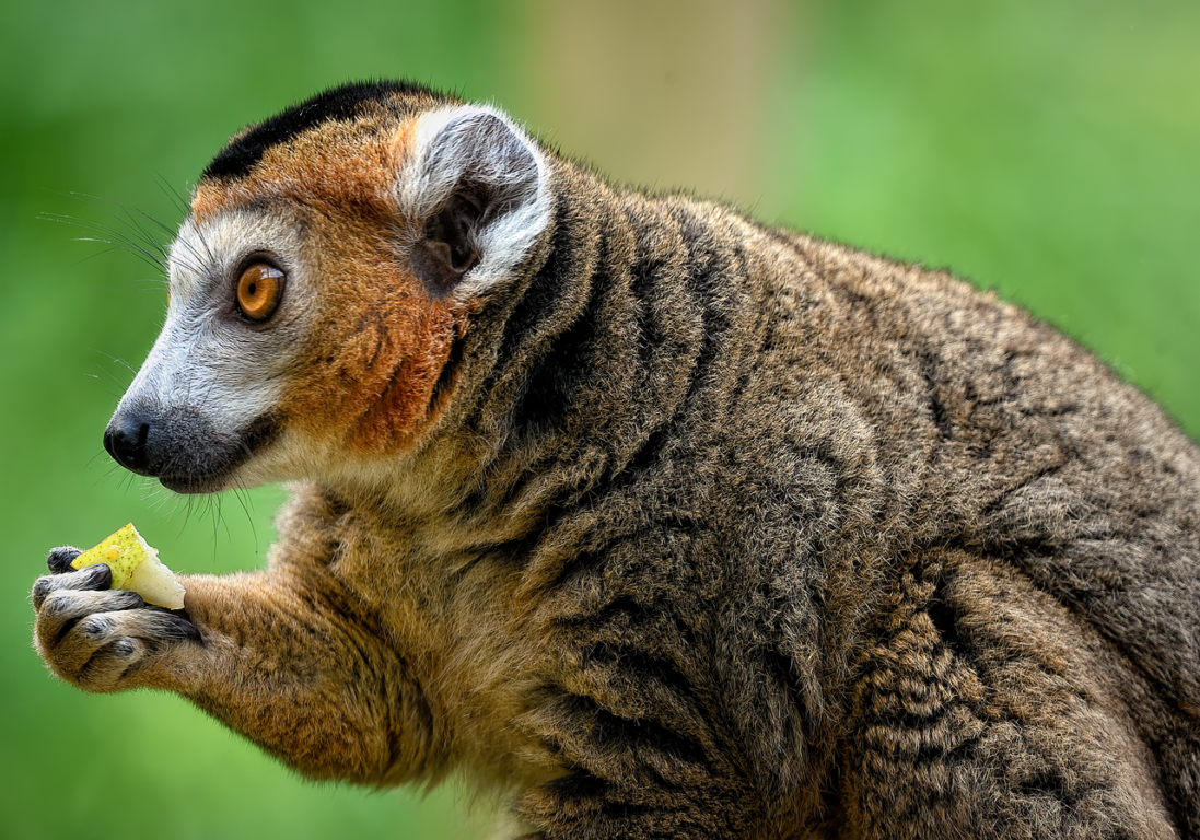 Can Artificial Intelligence be used to identify endangered species?